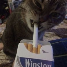 gr1ndy's profile picture'